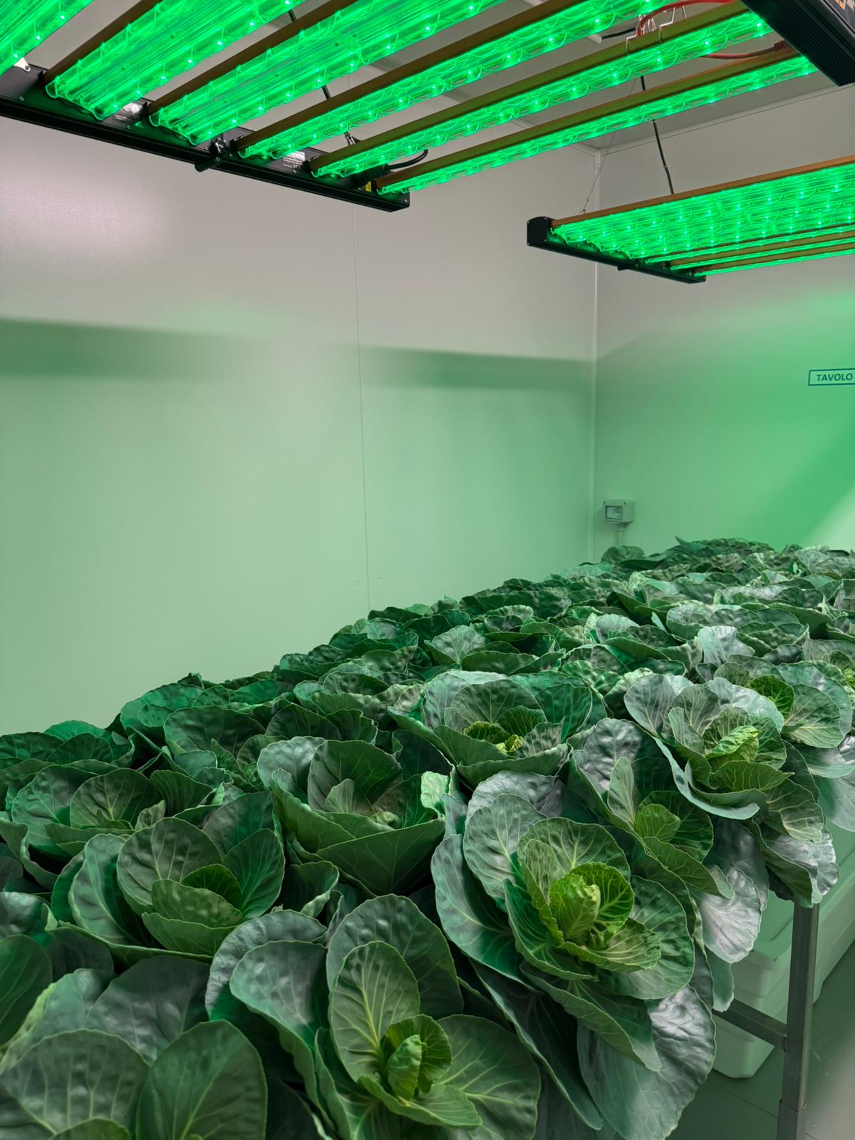 Camera fitotronica con piante officinali